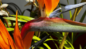 Incontournables - Honu Handmade Jewellery