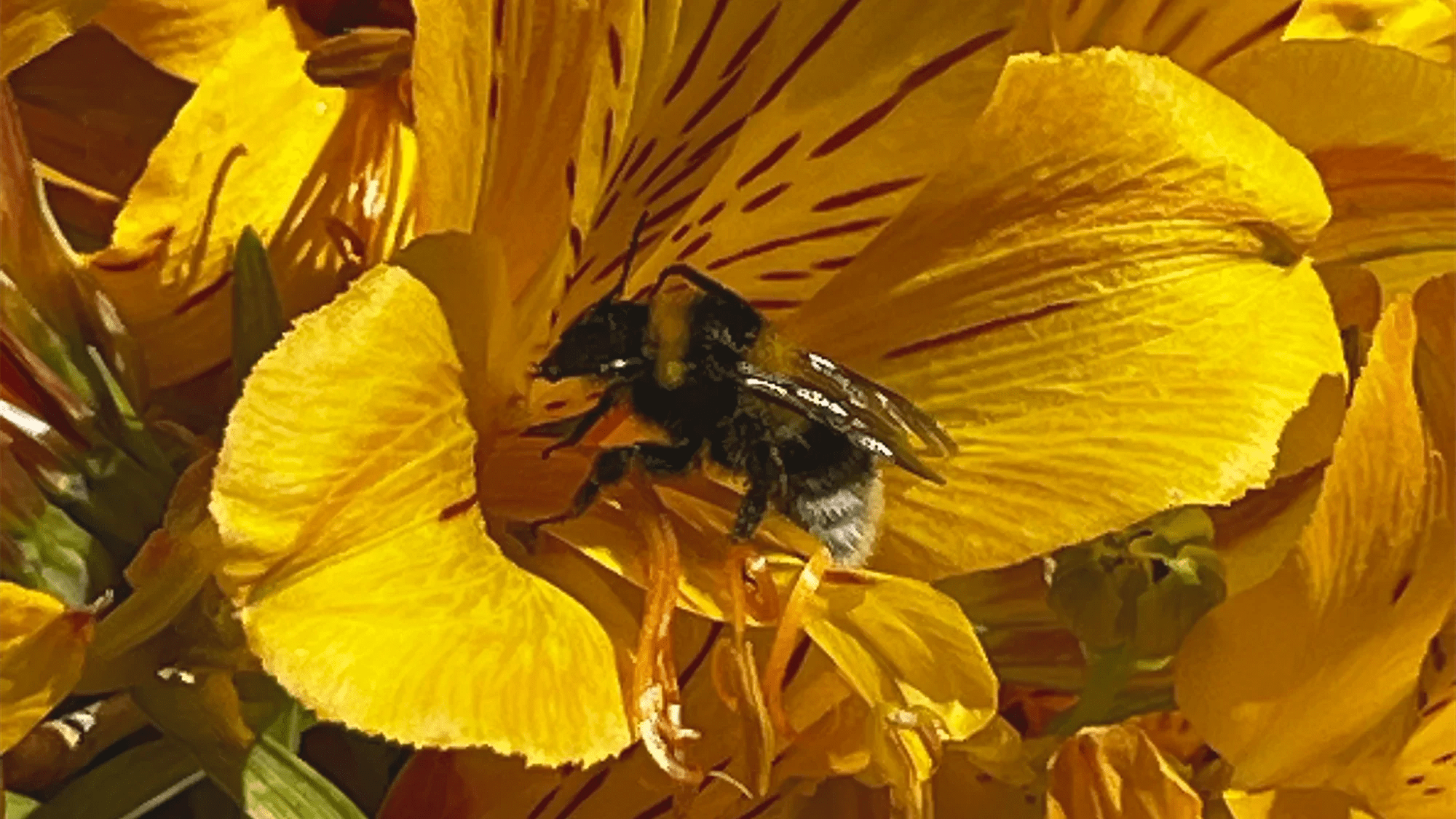 Cadeau Parfait - Honu Handmade Jewellery