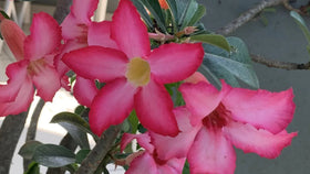 Nouveautés - Honu Handmade Jewellery