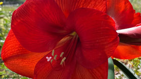 Pièces d'Exception - Honu Handmade Jewellery