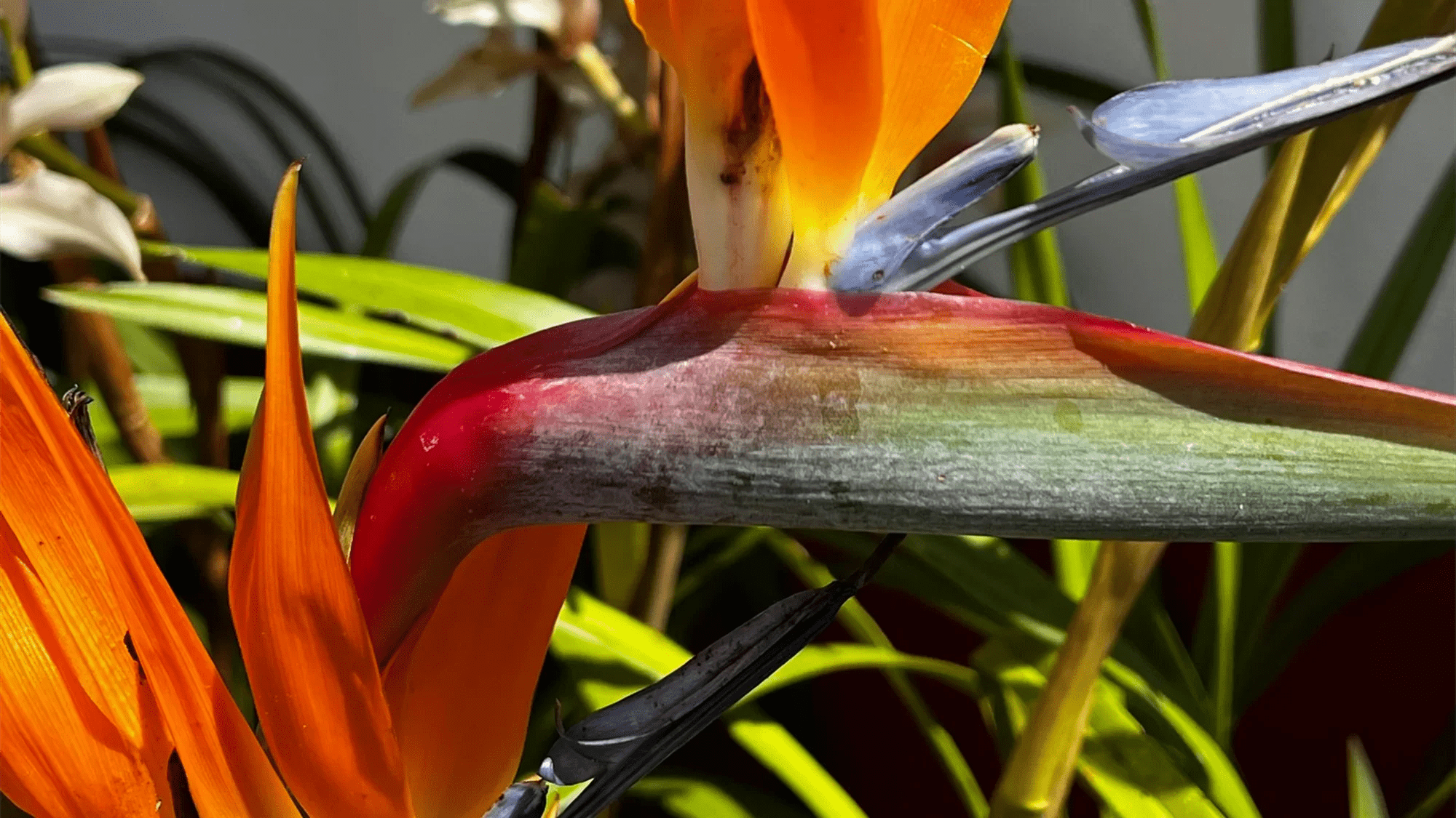 Incontournables - Honu Handmade Jewellery