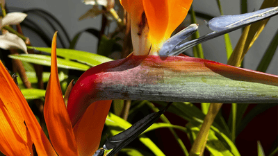 Incontournables - Honu Handmade Jewellery