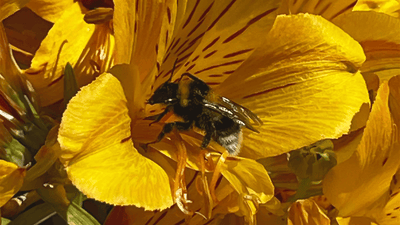 Cadeau Parfait - Honu Handmade Jewellery