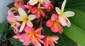 Évidences - Honu Handmade Jewellery