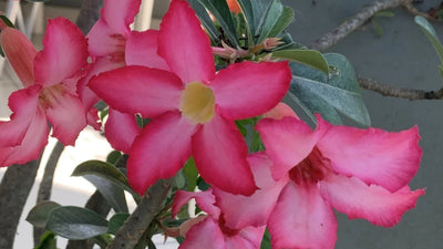 Nouveautés - Honu Handmade Jewellery