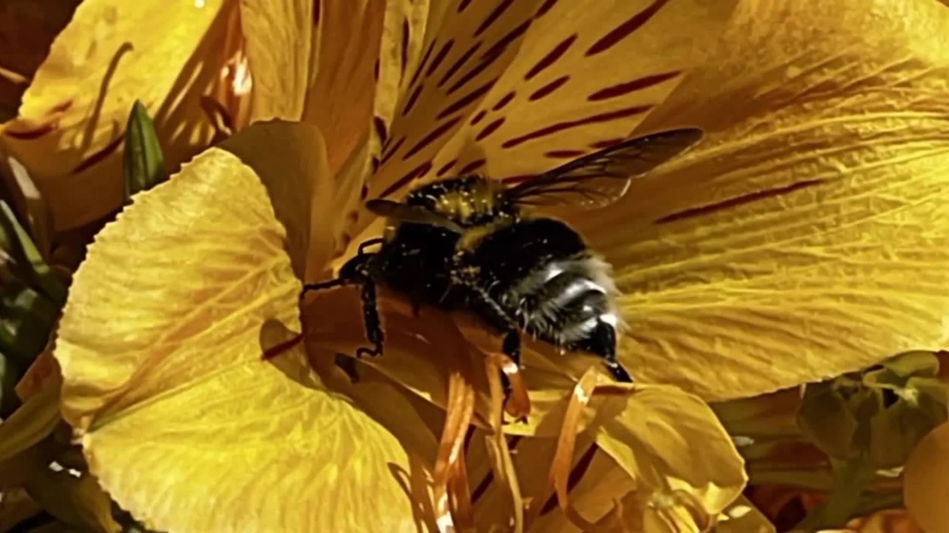 Abeille sur fleur jaune — engagement éco-responsable Honu Handmade Jewellery