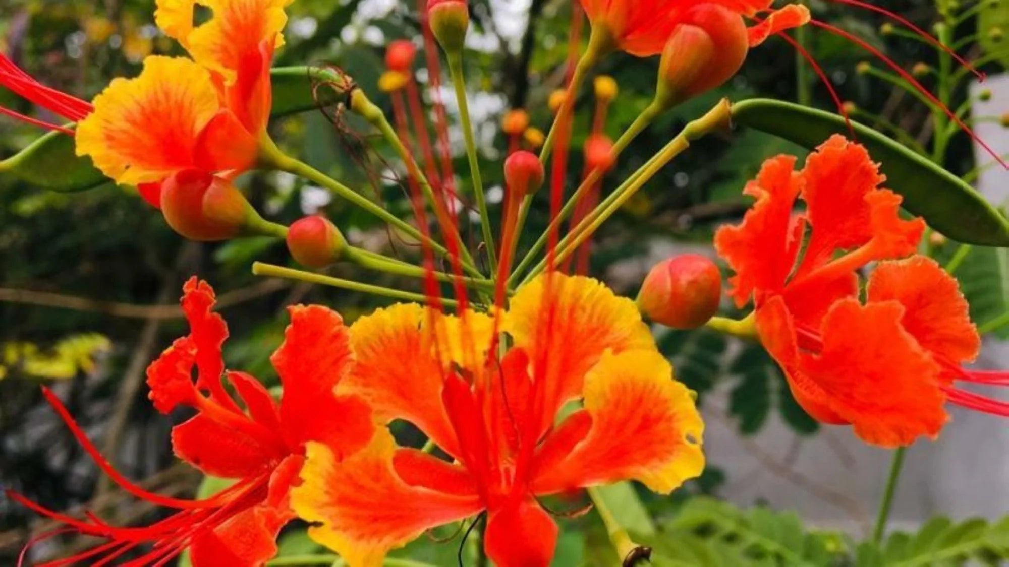 Gros plan sur des fleurs aux pétales orange vif et jaunes, avec de longs pistils rouges.