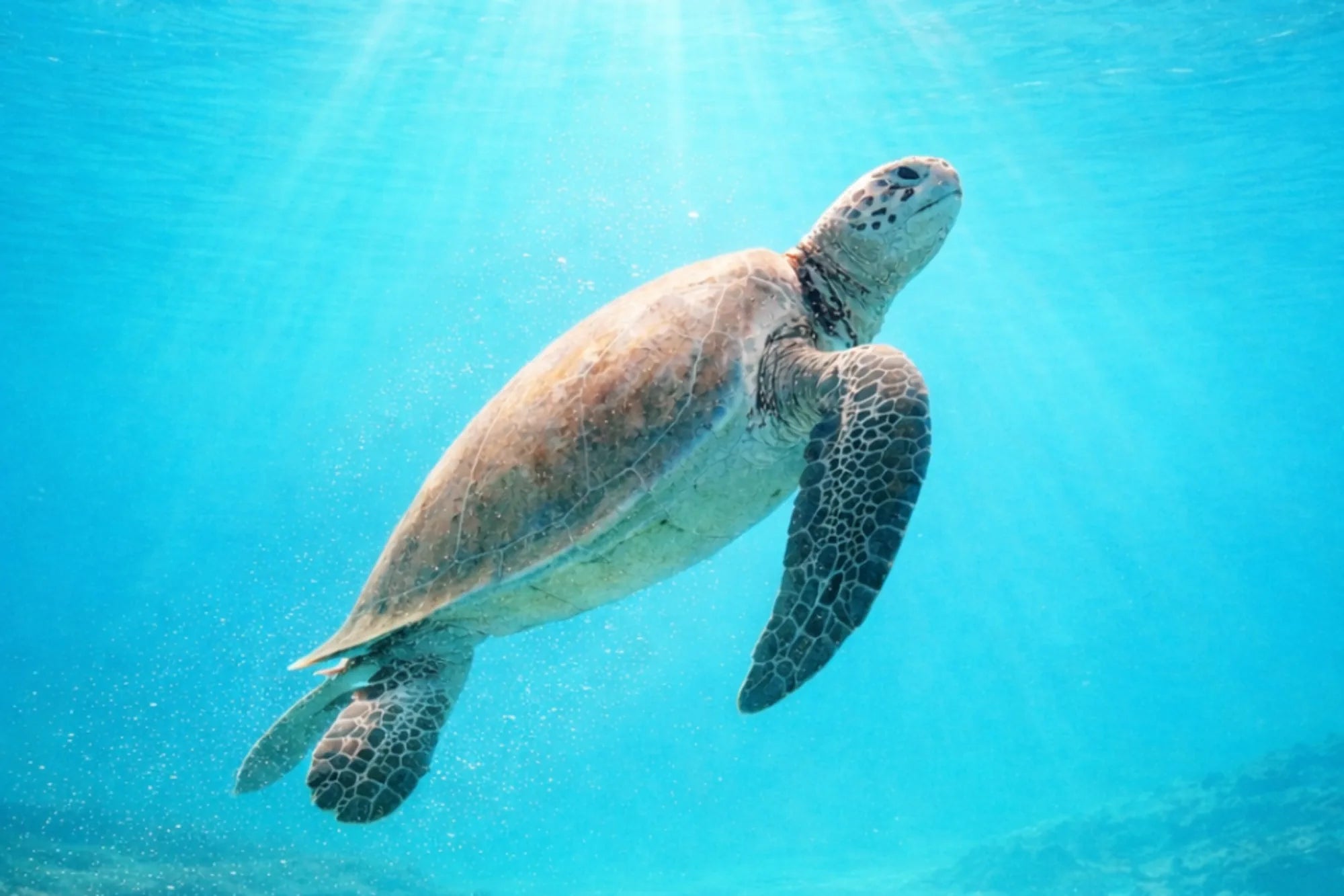 Partenariat Honu x Renatura Congo Preservation des tortues marines