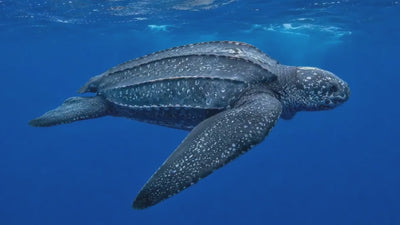 Header tortue luth, Honu Handmade Jewellery, joaillerie d'art